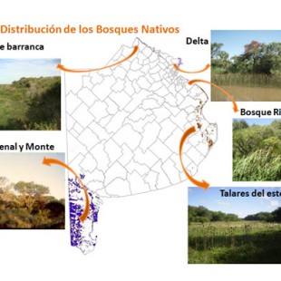 «Se habla de una cancha de fútbol por hora de pérdida de bosque nativo en todo el territorio»