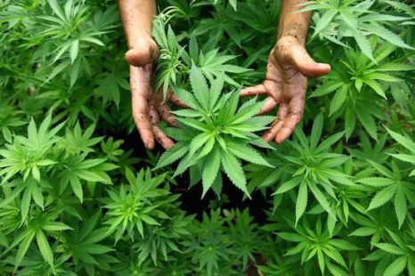 La Primavera Cannábica se realizará este sábado en Parque Saavedra