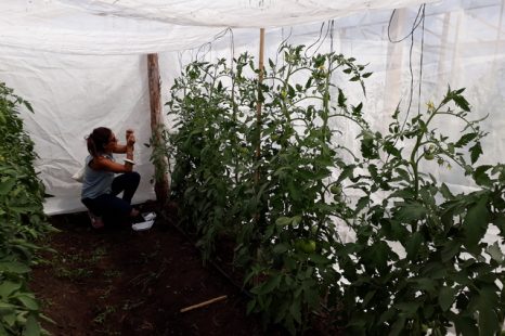 Avispas para control biológico de plagas en el tomate