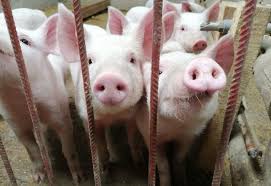 Guillermo Folguera sobre el acuerdo entre China y Argentina para implementar granjas industriales de cerdos