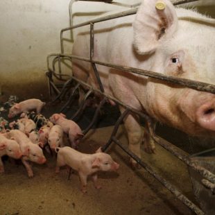 «China busca externalizar la producción porcina por la propagación de virus»