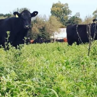 «Hay una transición del agronegocio a la agroecología»