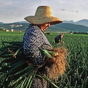 «El 43% de la fuerza laboral agrícola, la realizan las mujeres»