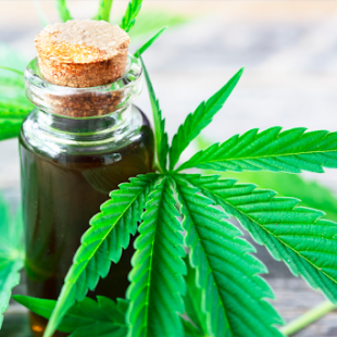 «Se pueden imaginar nuestra alegría de salir de la clandestinidad»