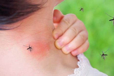 Invasión de mosquitos en la región