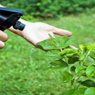 Crean un insecticida que no perjudica al medio ambiente