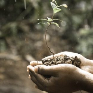 Presentarán una iniciativa para crear «microbosques» con un método japonés