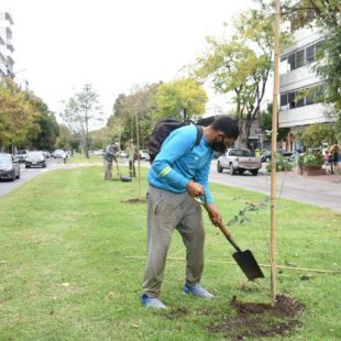 La Municipalidad de La Plata plantó lapachos rosados en avenida 19