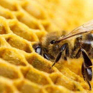 “Hay una disminución de colmenas y abejas en el mundo por el uso de agrotóxicos”