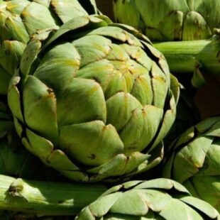 Después de dos años vuelve la fiesta del Alcaucil