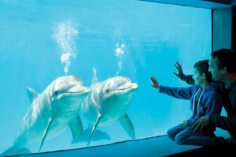Se presentó un proyecto que busca prohibir los espectáculos con animales marinos